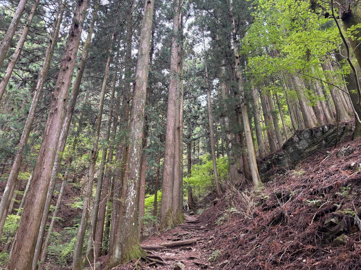 登山道を歩き始めて
すぐ、おじさんバテる…