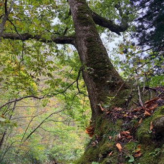 岩の上に木が生えてる🌲
たくましく生きてるなぁ〜とマジマジと眺める👀
