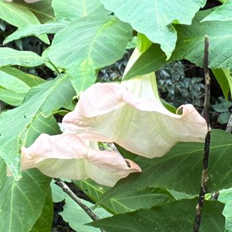 下向きに咲いている