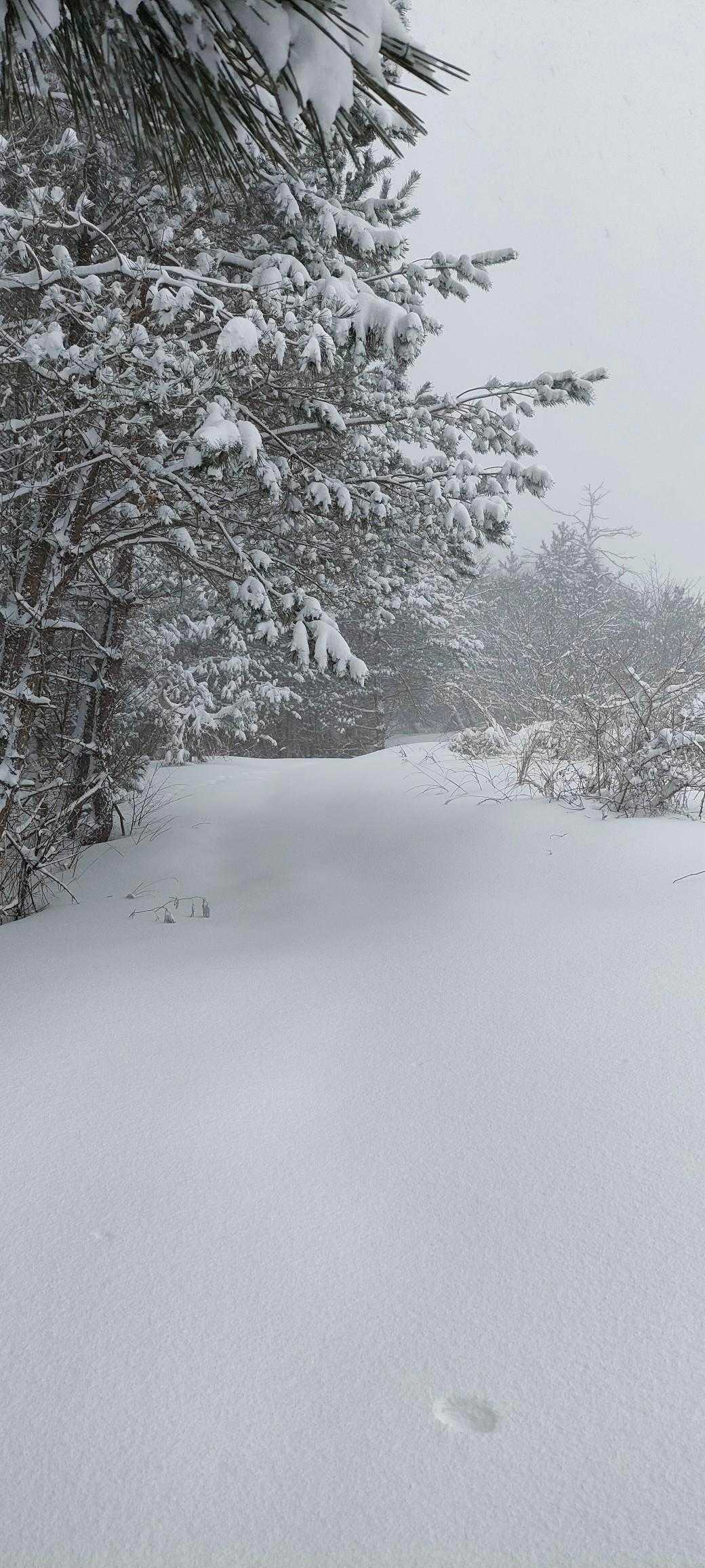東の原登山口-三瓶観光リフト 山頂-大平山 往復コースの写真
