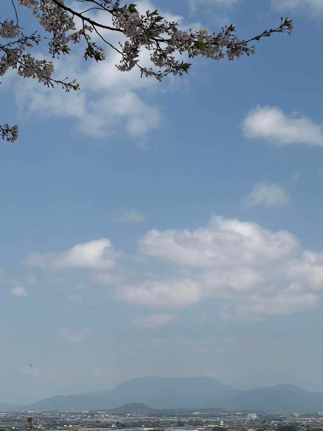 一本桜の丘から天山を望む⛰️