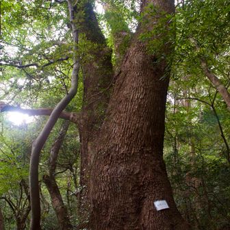 いつも立派な大門クス
