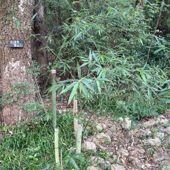 志段見登山口。ここから先、登山道がはっきりしない部分もあるが要所にピンクリボンあり。