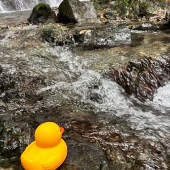 アヒルさん今日は水に入れません💦
流される〜🐤