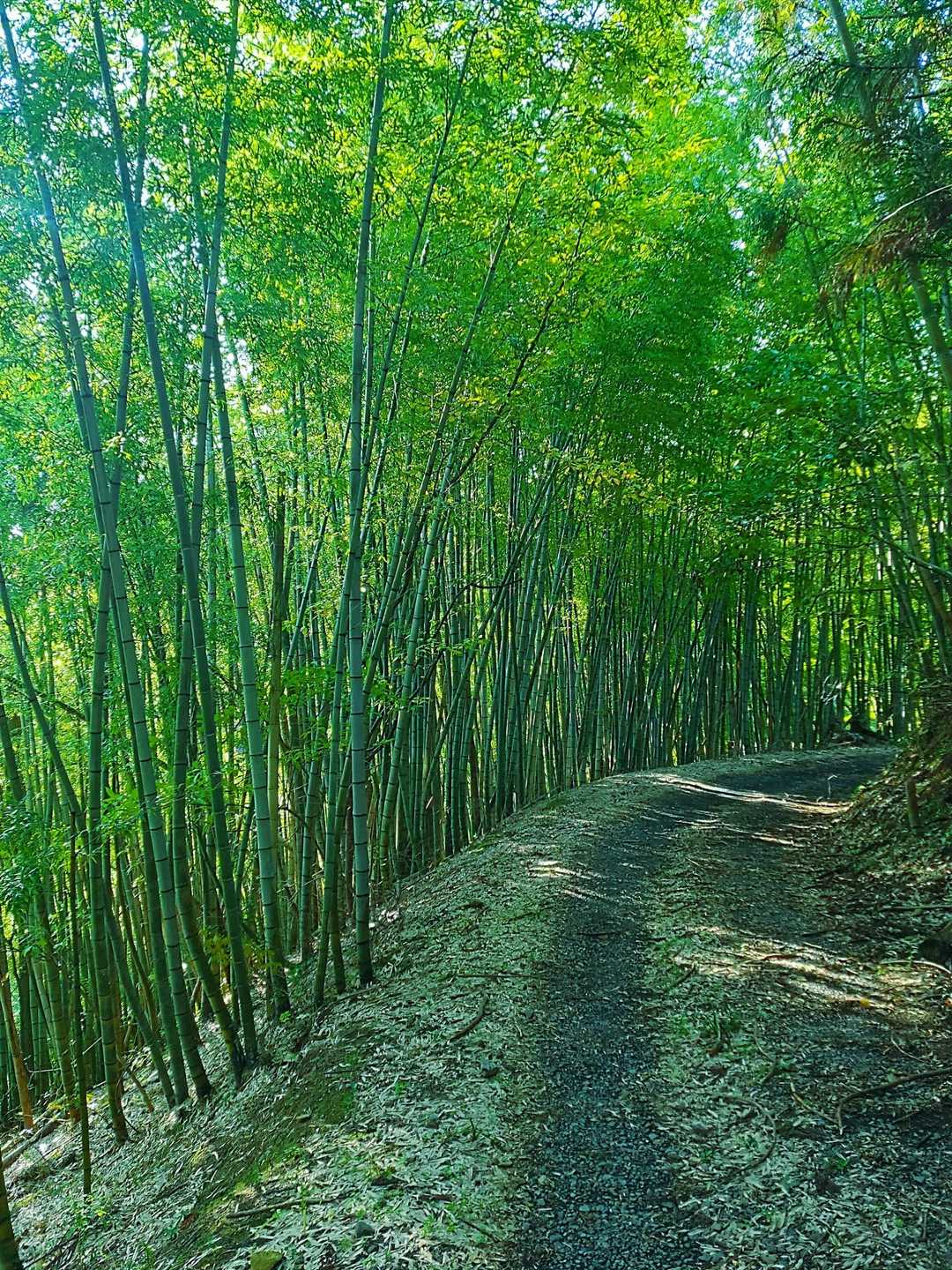 高須山 往復コースの写真