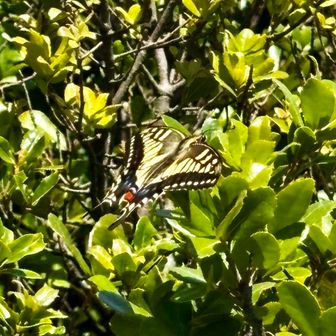 アゲハ蝶が飛んでいました