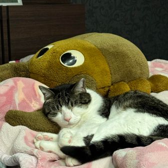 きらきらまりりん