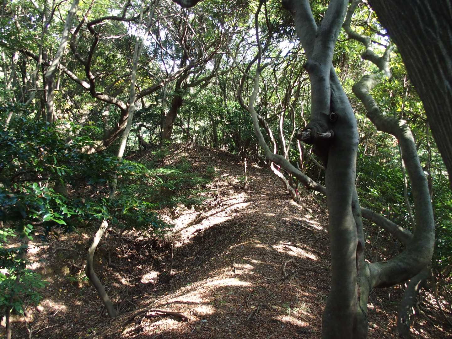 この尾根の雰囲気は好きやなぁ😆
