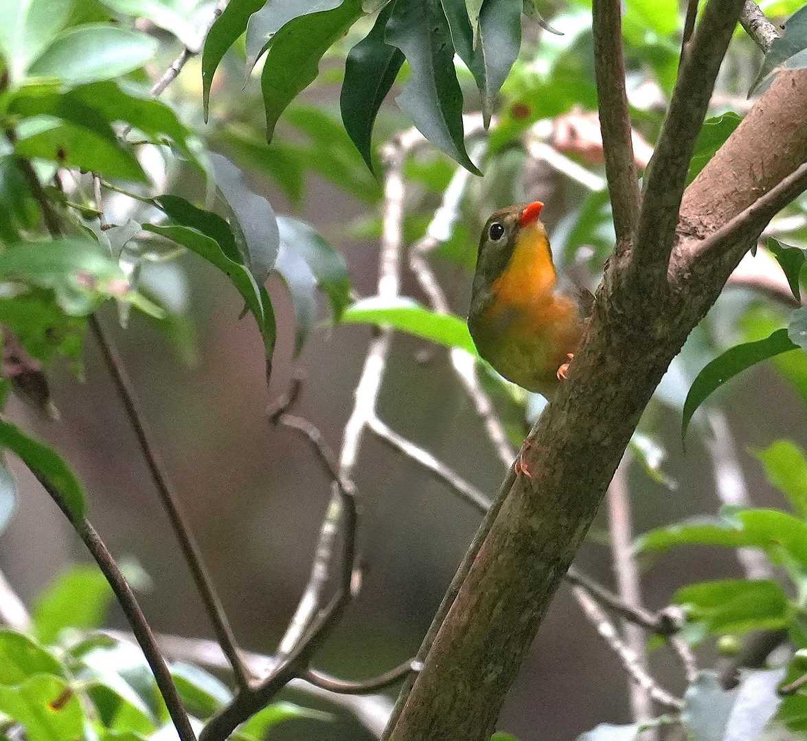 ソウシチョウです