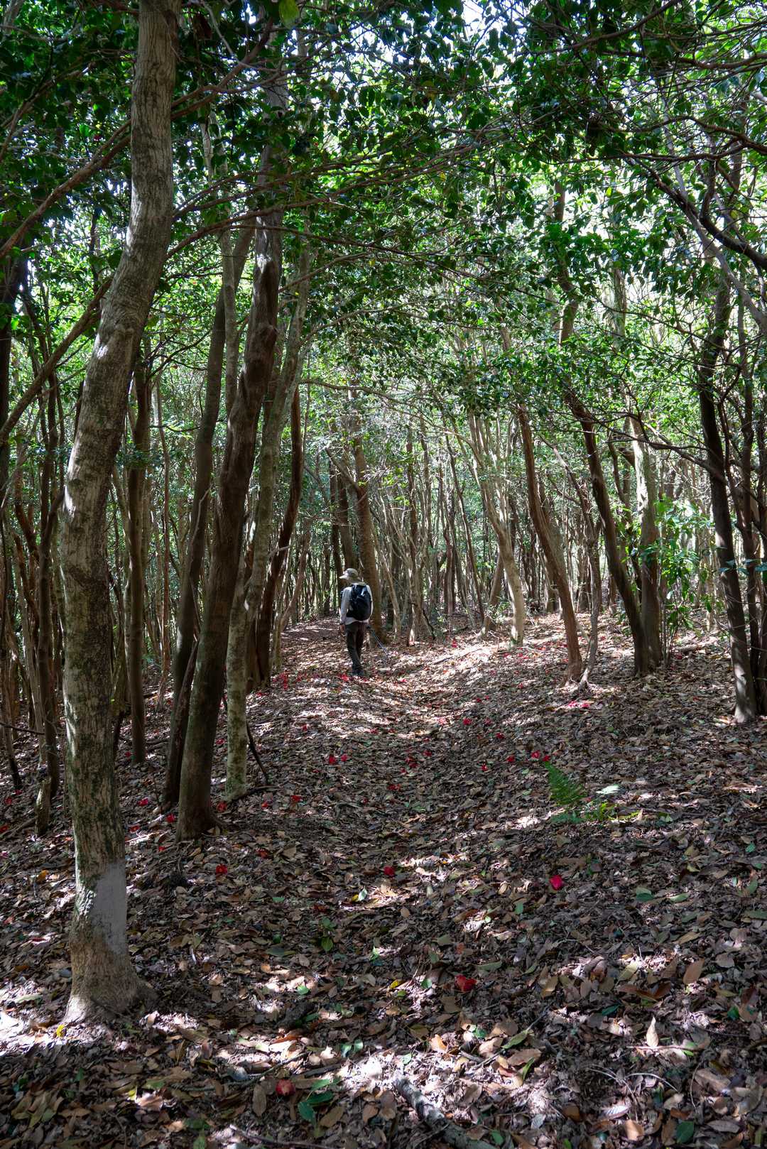 椿が散り落ちた登山道を、ゆるりと下りていきます
