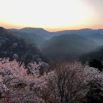 朝靄と桜が幻想的で素敵