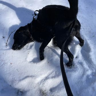 少しの雪でも体当たりで楽しみます😊
