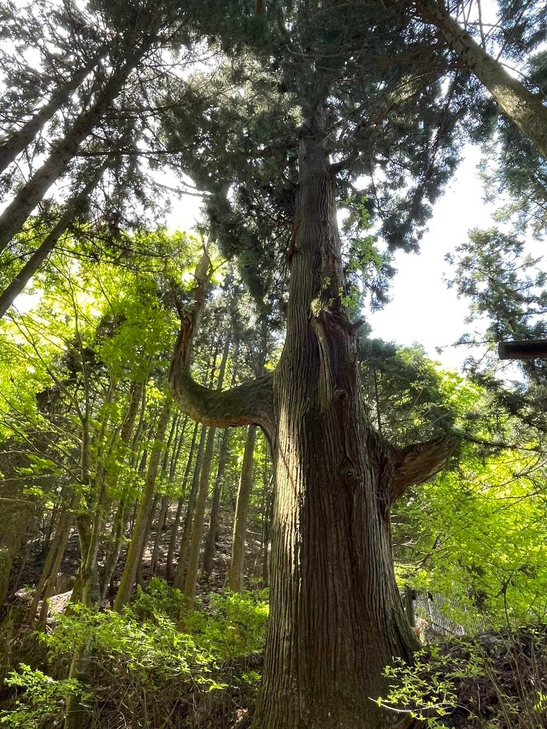 天狗の腰掛け杉