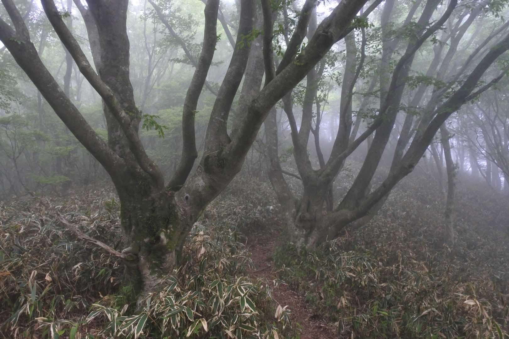 ガスって雰囲気のある静かでひんやりとした道。