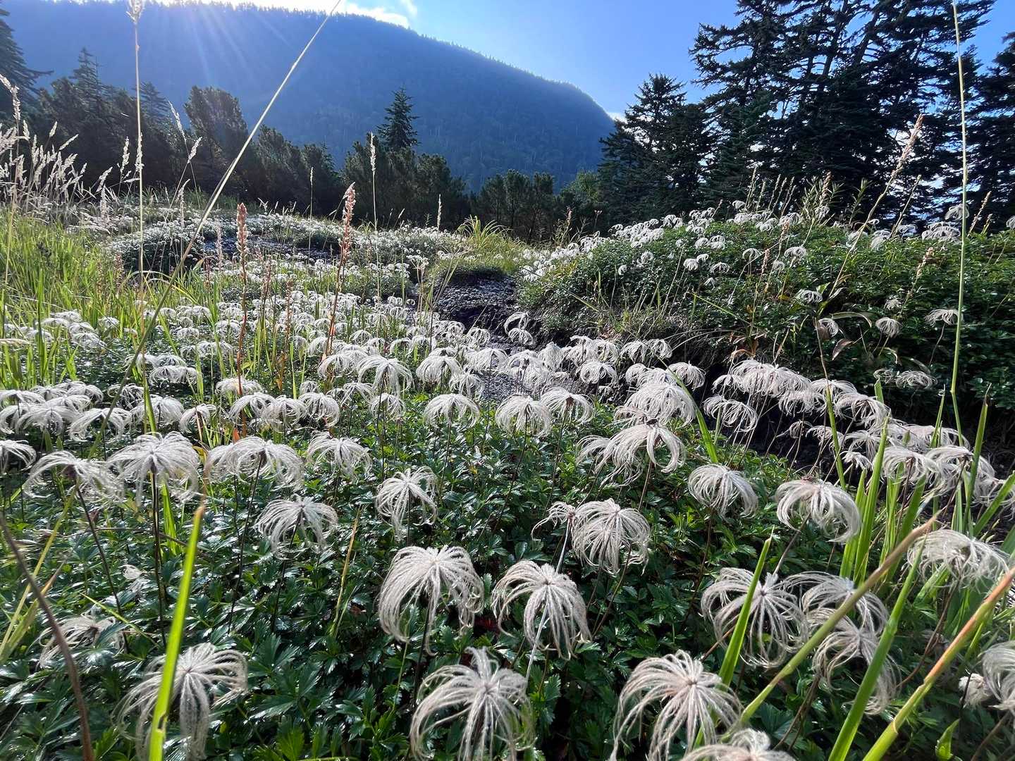 薬師岳登山口-五光岩ベンチ-アラスカ庭園-日本庭園-黒部五 周回コースの写真