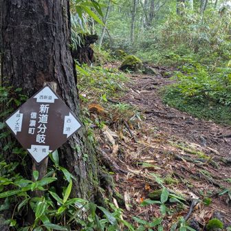 古池との分岐点