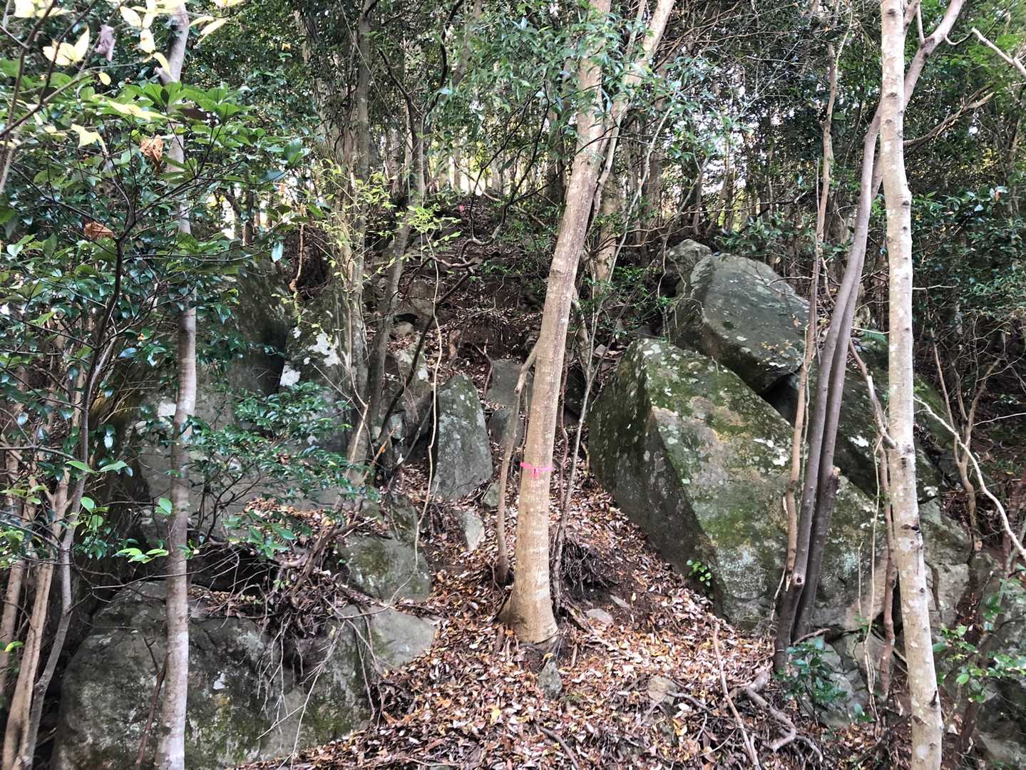 岩場の急登は正面、左、右と🎀があり。
行きは正面切って、帰りは左から巻いて下りてきました。
