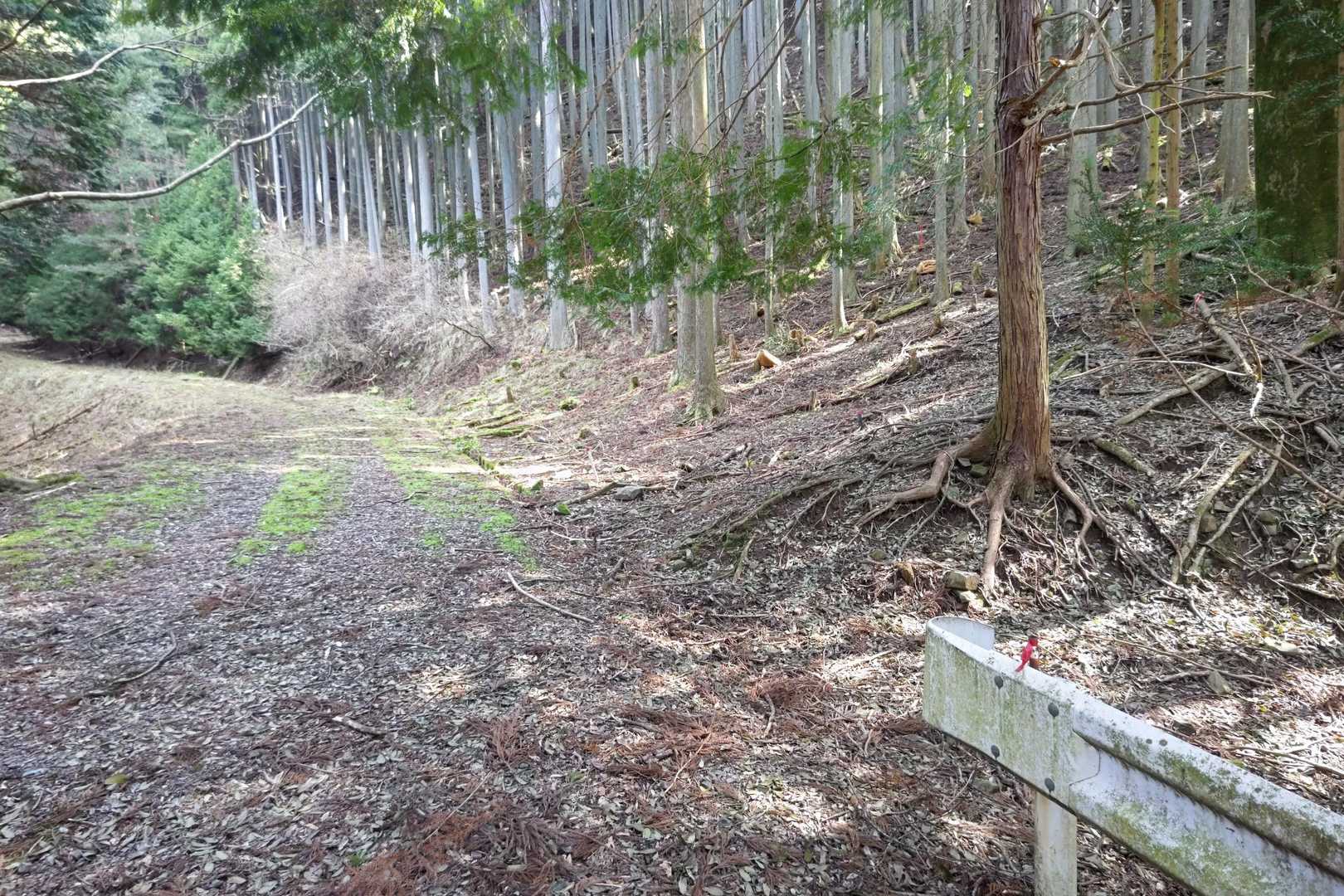 長い林道を歩き、途中で右側に入っていきます。
林道を歩いてる時に2名の方とすれ違いました😊
皆さん朝早いですね✨