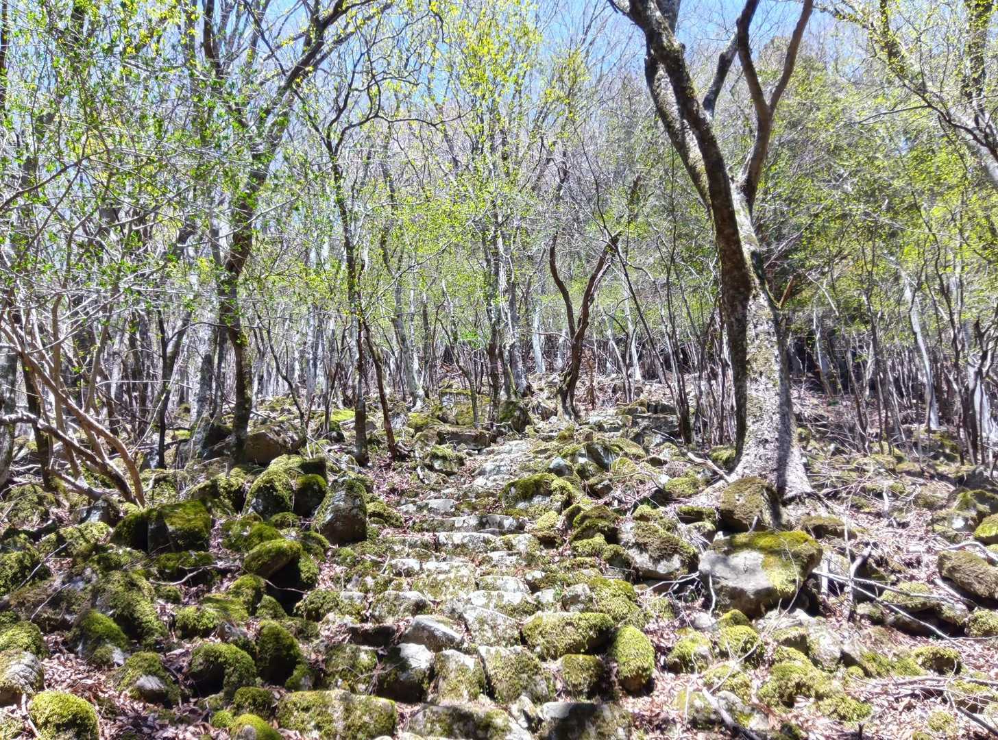 植生が変わり苔ゾーン。