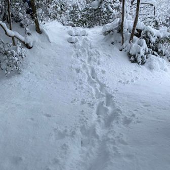 ふわふわだぁー。