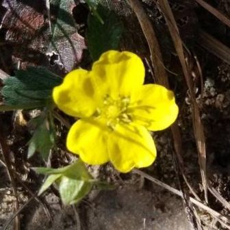 やまんばがーる