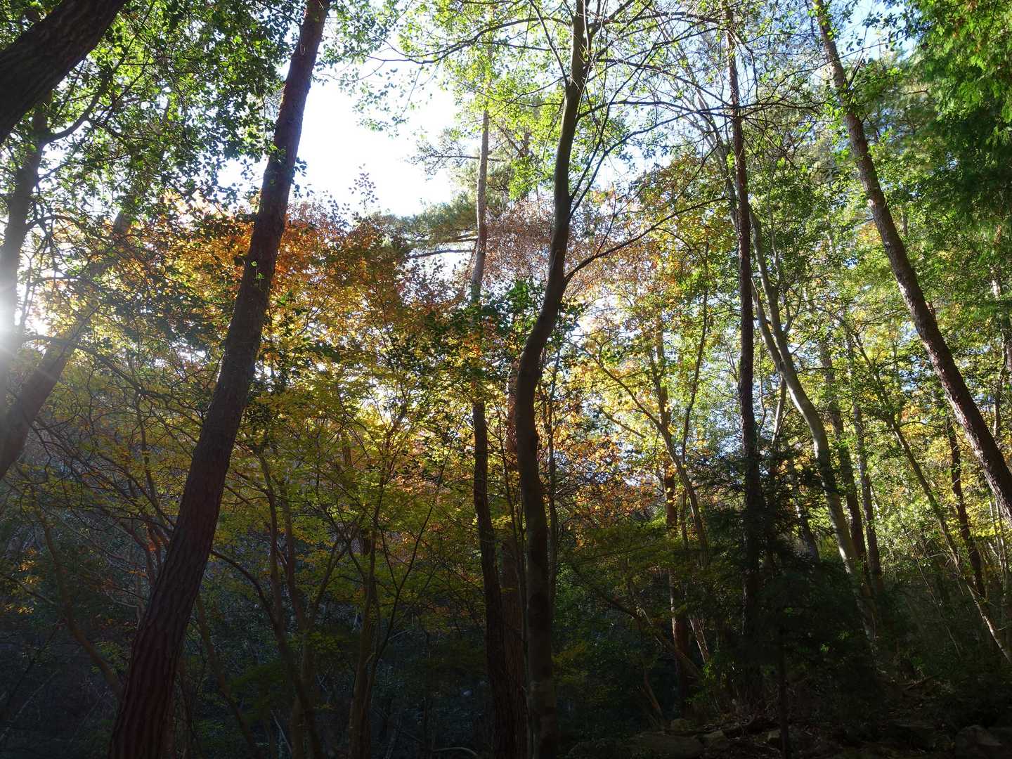 剣尾山 往復コースの写真