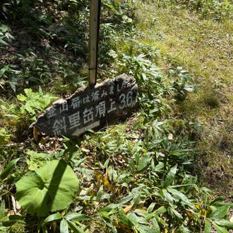 ここまで降りればあとは林道。