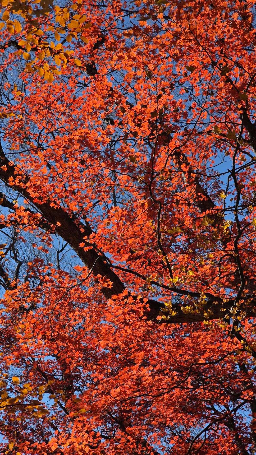 🍁
