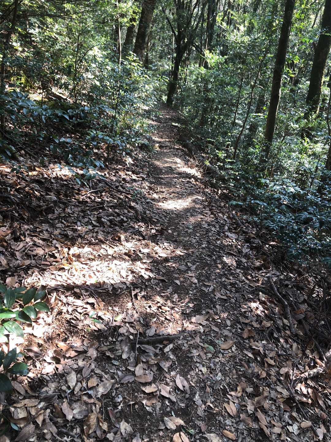 ゆるい登りが続きます😩息が上がる。