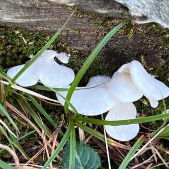 えびの岳登山口を探していたら、登山口の写真を撮り忘れました💦
登山口から入って出会ったキノコ①