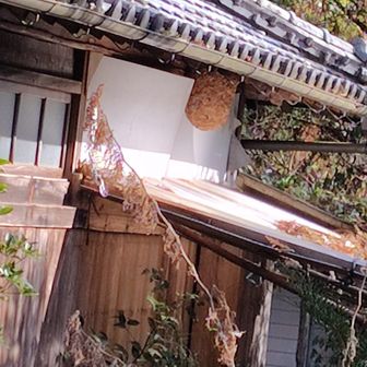空き家の軒下にでっかい蜂の巣😳