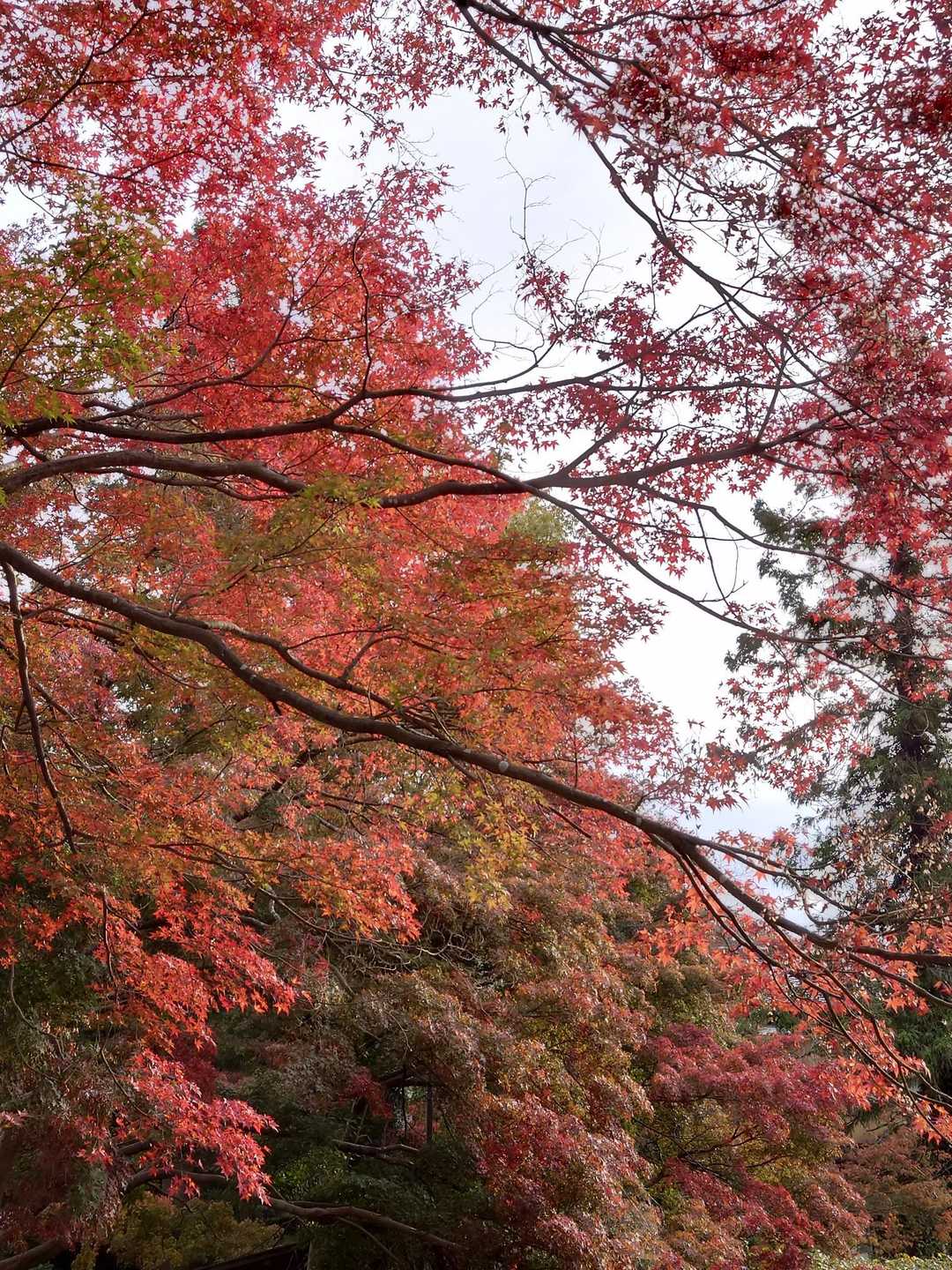 紅葉いい感じです