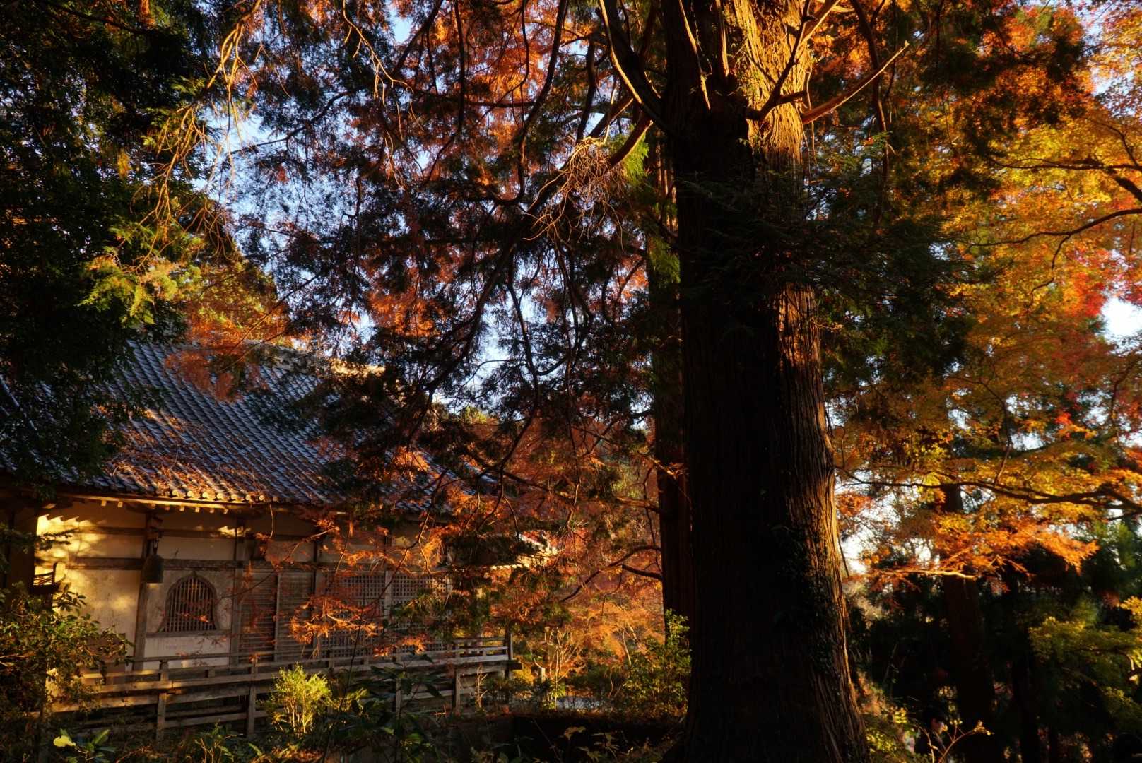鳳来寺-鳳来寺山登り口-鳳来寺山-鷹打場-東照宮 周回コースの写真