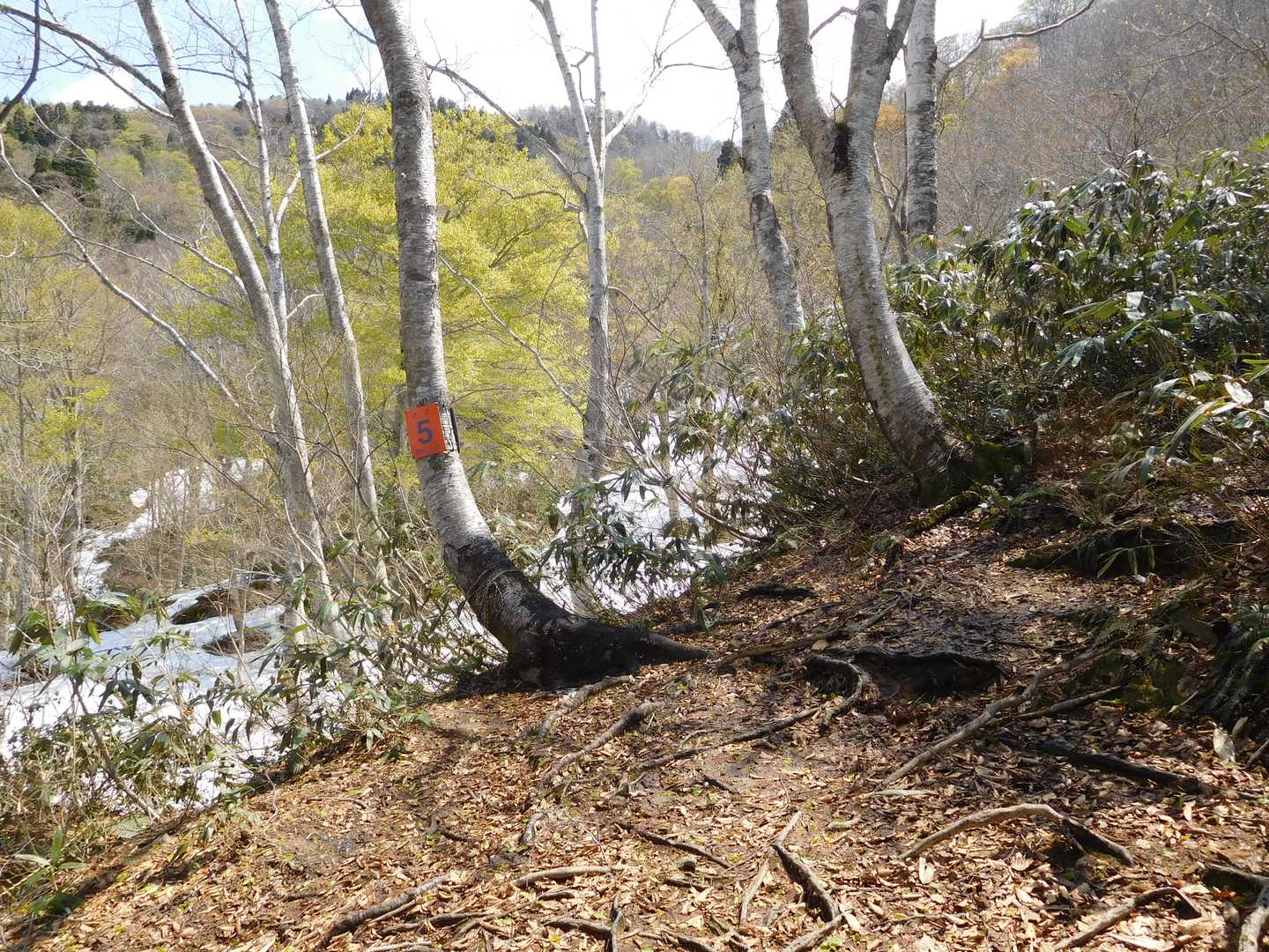 長尾峠-長尾山-奥長尾山-大辻山 往復コースの写真