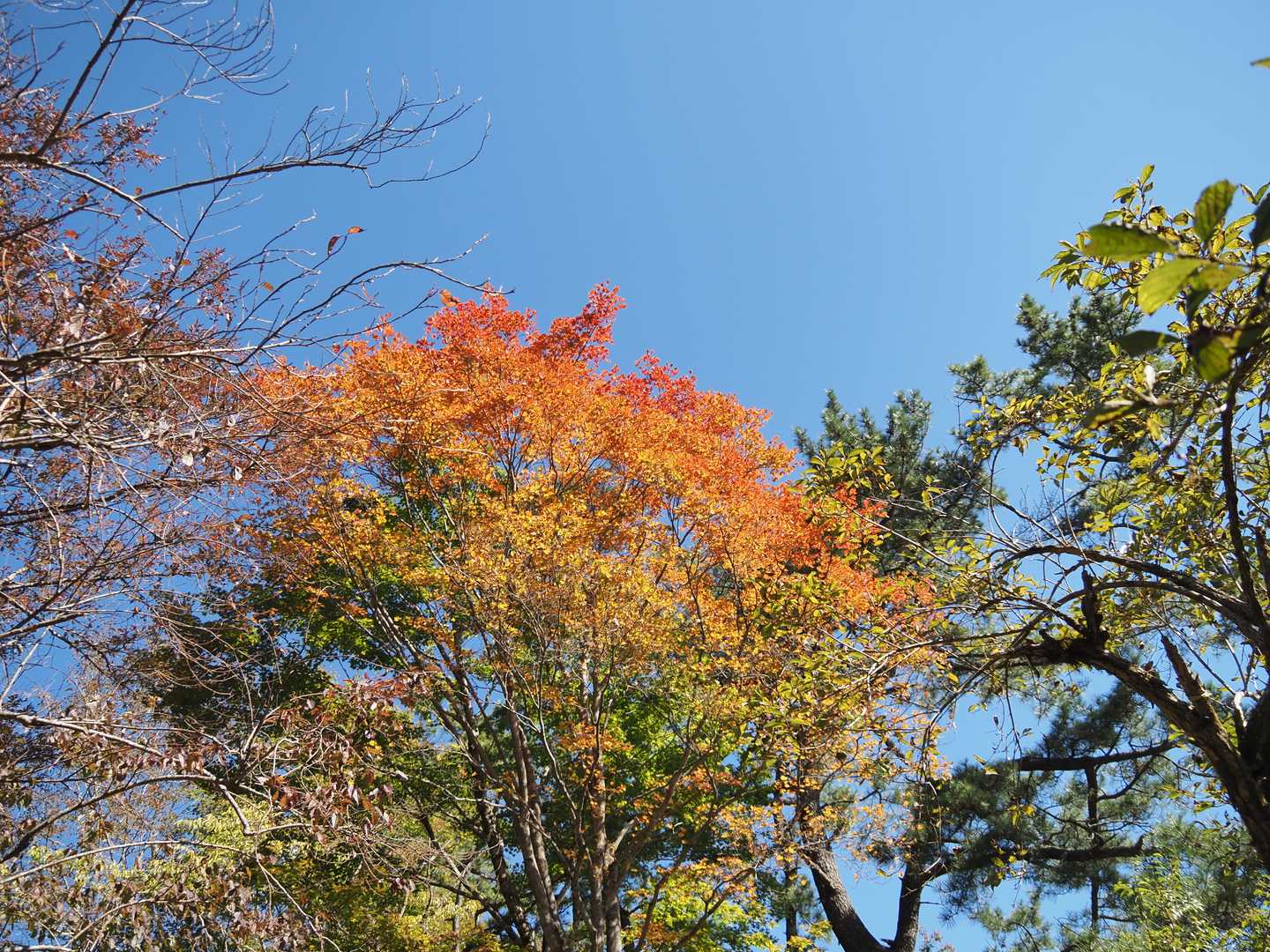 紅葉が始まる
今日、一番きれいな紅葉