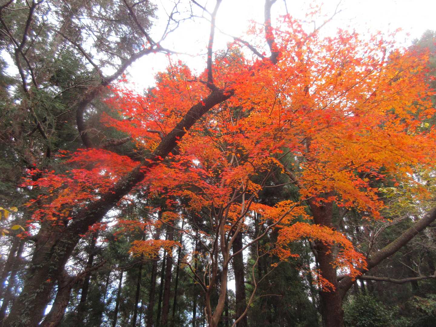 まだまだ楽しめる紅葉