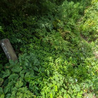 😫😫😫
藪からは逃げられなかった

ソフトシェルを着て肌の露出を減らして突貫です、最後にマダニは嫌だ
