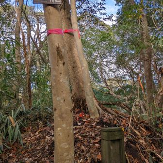 グリ－ンルートに戻ろうと振返ったら5ｍ先地面にリス🐿️いた！　写真間に合わず上空の木々に渡って遠くへ