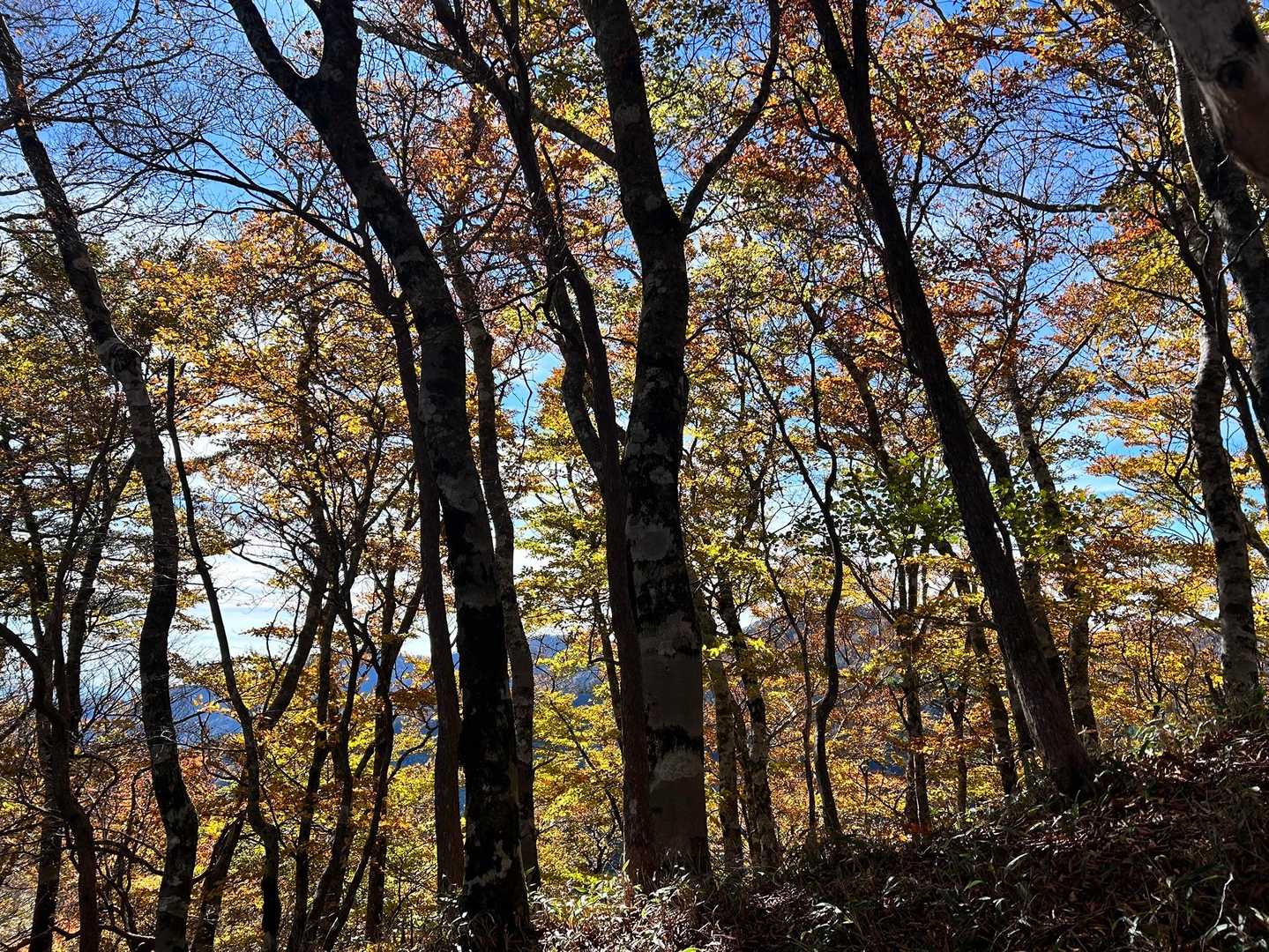 神賀山登山口-神賀神社-神賀山-中都山-奥神賀神社-奥神賀 往復コースの写真