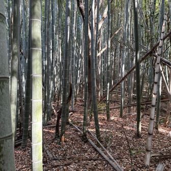 まぁまぁの竹藪。