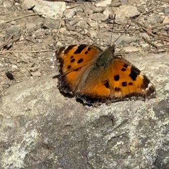 ヒオドシチョウ