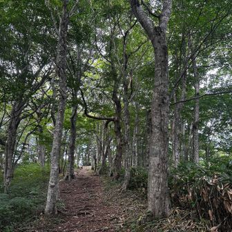展望園地への道。
どうかこの美しい森が
壊されませんように🙏