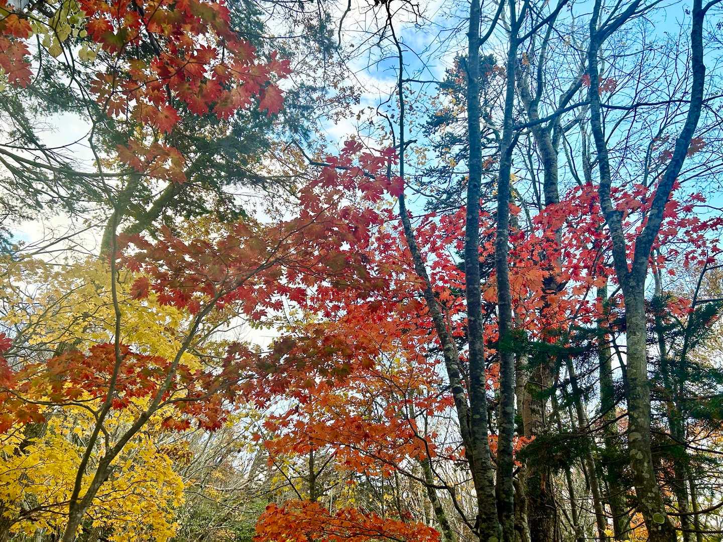 登り始めは紅葉が鮮やかなところがいっぱい
