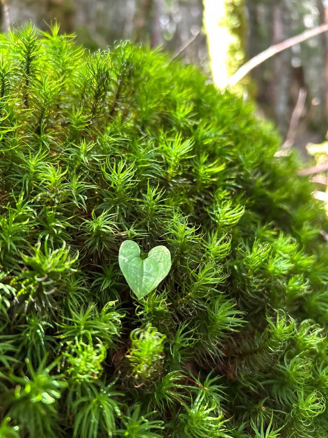 苔に癒されながら