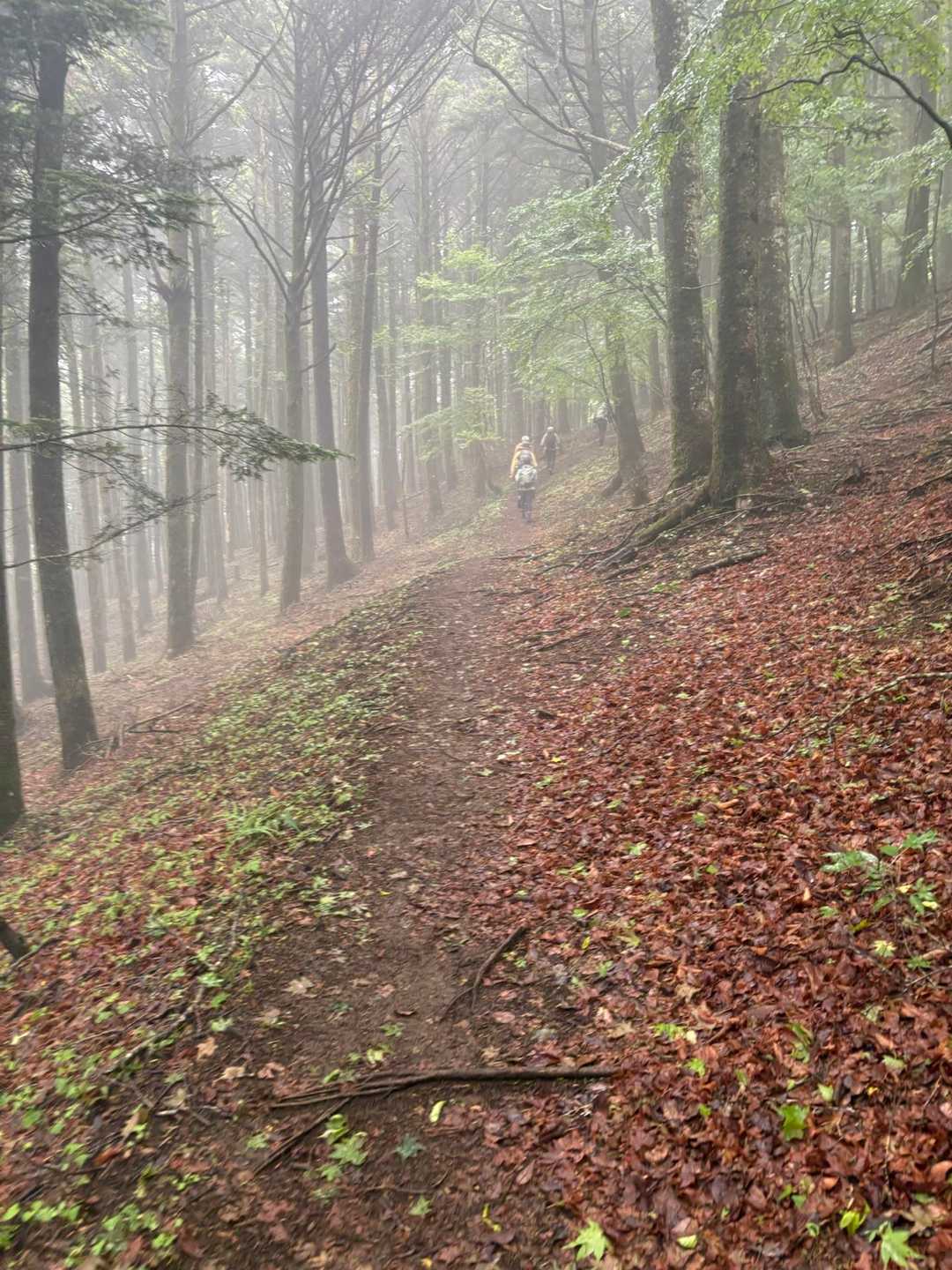 久しぶりに涼しい山道✨🥹マイナスイオンのミスト🚿