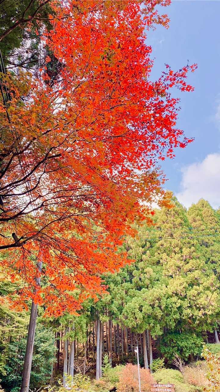 まだ紅葉🍁