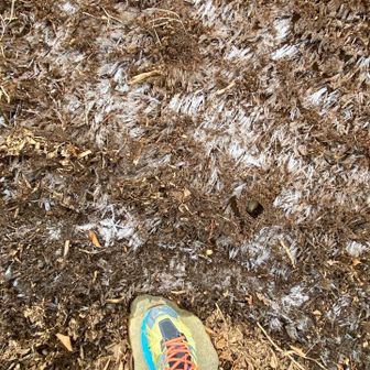 大倉尾根ルートの霜柱(1,371m)
※低山でも海が近いので寒い(海から直線距離15km)