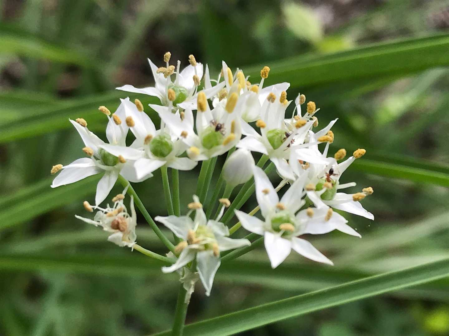 韮(ニラ)の花