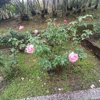 薔薇🌹が咲いている