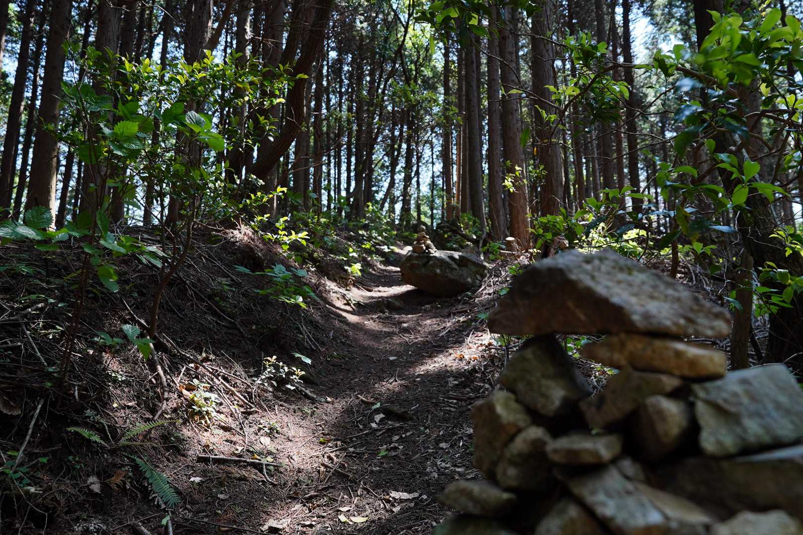 好きだわぁ、この登山道の感じ
なんて1人でブツブツ言ってたら